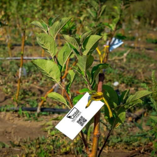 Bérnyomtatás - kültéri IDŐJÁRÁSÁLLÓ címkére - facsemete, faiskola címke 