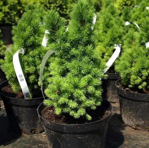 Bérnyomtatás - kültéri IDŐJÁRÁSÁLLÓ címkére - facsemete, faiskola címke 